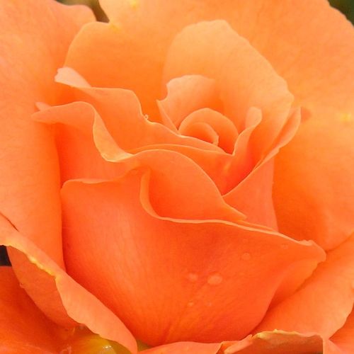 Rosa Bright Future - trandafir cu parfum intens - Trandafir copac cu trunchi înalt - cu flori în buchet - portocaliu - Gordon Kirkham - coroană curgătoare - ,-